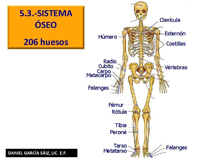 5. 3. -SISTEMA ÓSEO 206 huesos Clavícula Húmero Esternón Costillas Radio Cubito Carpo Metacarpo