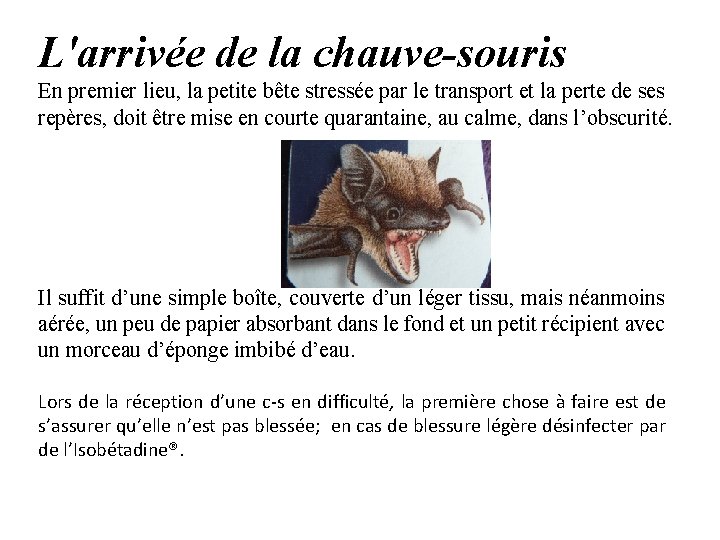 L'arrivée de la chauve-souris En premier lieu, la petite bête stressée par le transport