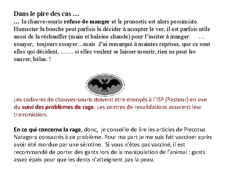 Dans le pire des cas … … la chauve-souris refuse de manger et le