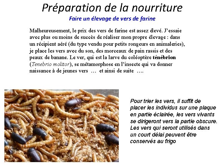 Préparation de la nourriture Faire un élevage de vers de farine Malheureusement, le prix