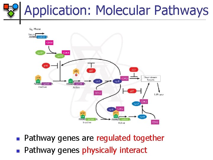 Application: Molecular Pathways n n Pathway genes are regulated together Pathway genes physically interact