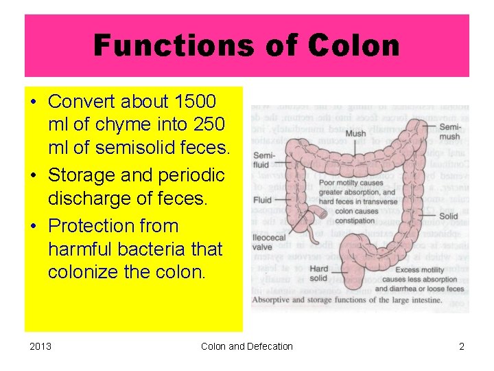 Functions of Colon • Convert about 1500 ml of chyme into 250 ml of