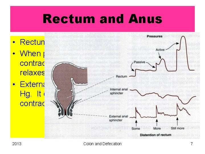 Rectum and Anus • Rectum is usually empty. • When pressure increases, rectum contracts