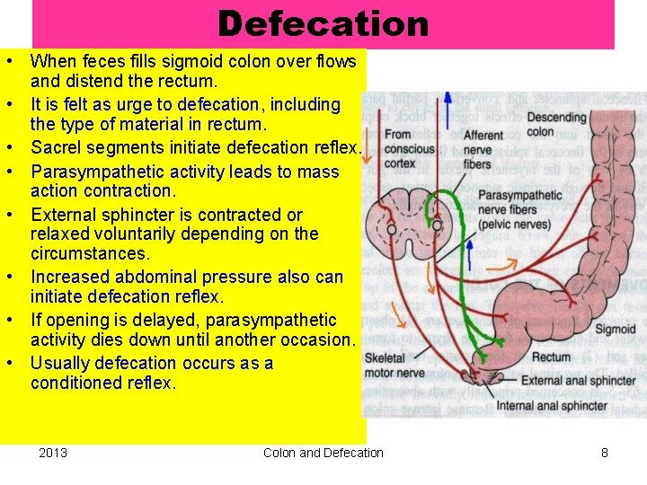 Defecation • When feces fills sigmoid colon over flows and distend the rectum. •