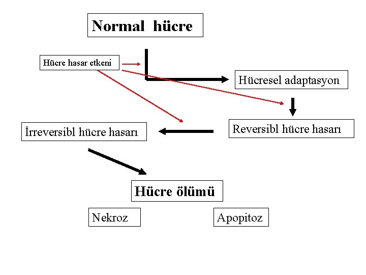 Normal hücre Hücre hasar etkeni Hücresel adaptasyon İrreversibl hücre hasarı Reversibl hücre hasarı Hücre