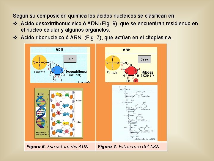 Según su composición química los ácidos nucleícos se clasifican en: v Acido desoxirribonucleico ó