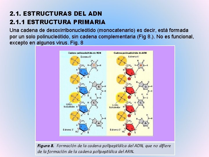 2. 1. ESTRUCTURAS DEL ADN 2. 1. 1 ESTRUCTURA PRIMARIA Una cadena de desoxirribonucleótido