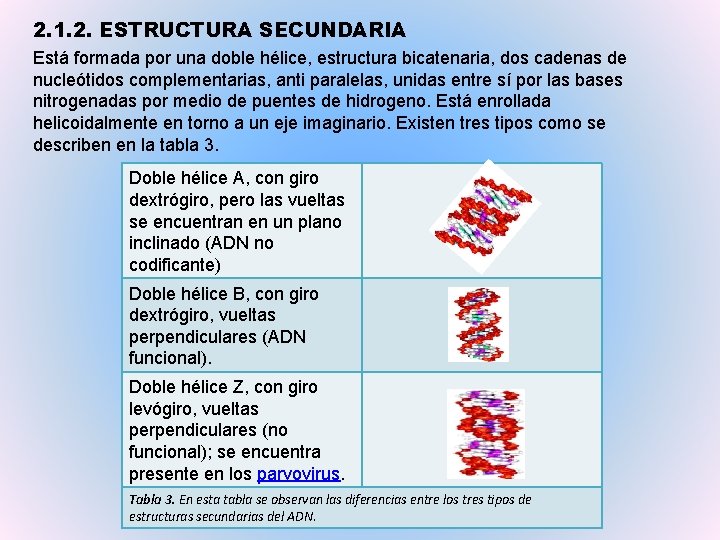 2. 1. 2. ESTRUCTURA SECUNDARIA Está formada por una doble hélice, estructura bicatenaria, dos