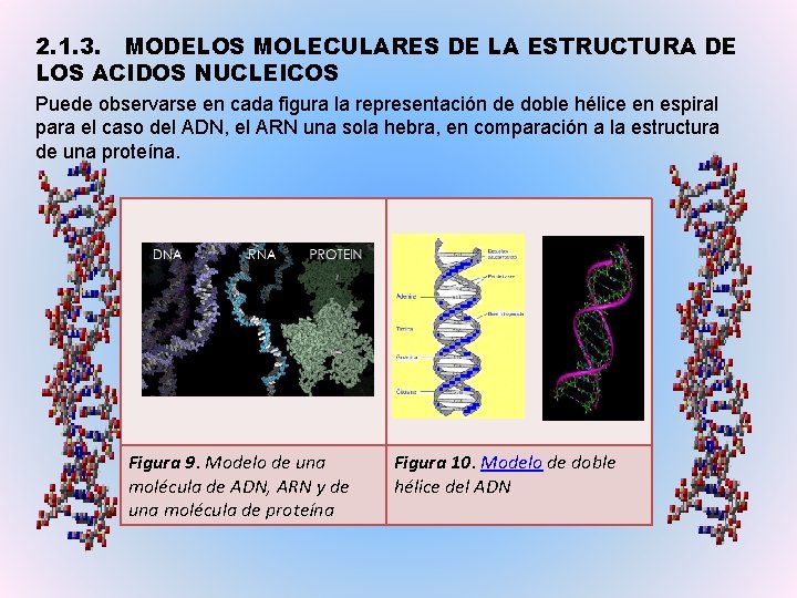 2. 1. 3. MODELOS MOLECULARES DE LA ESTRUCTURA DE LOS ACIDOS NUCLEICOS Puede observarse