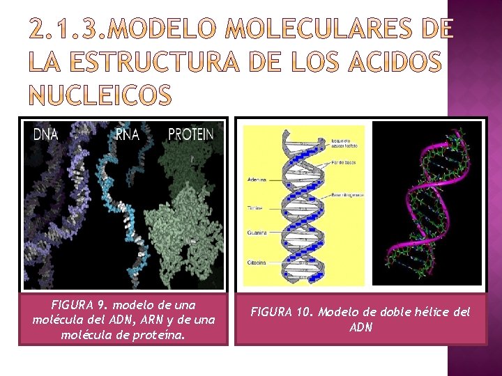 FIGURA 9. modelo de una molécula del ADN, ARN y de una molécula de