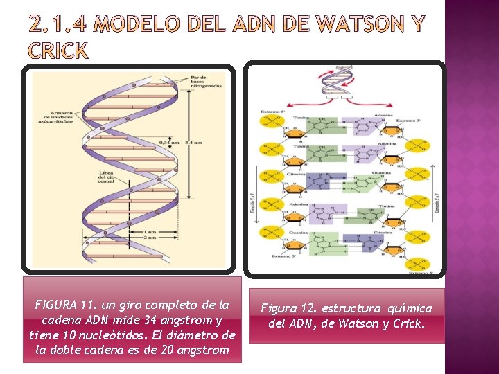 2. 1. 4 MODELO DEL ADN DE WATSON Y CRICK FIGURA 11. un giro