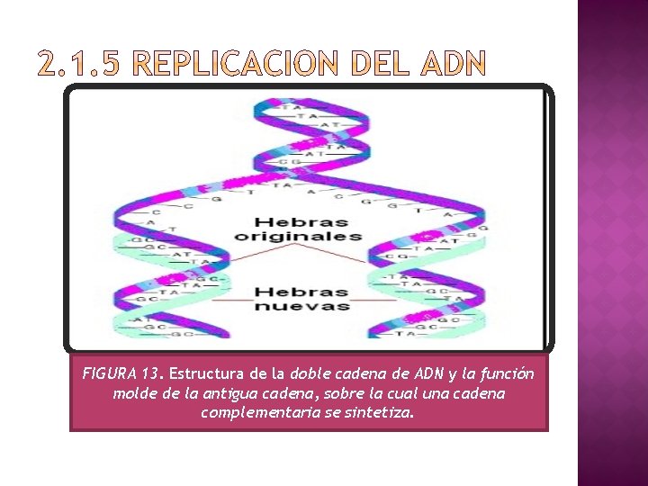 FIGURA 13. Estructura de la doble cadena de ADN y la función molde de