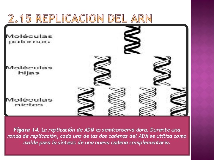 Figura 14. La replicación de ADN es semiconserva dora. Durante una ronda de replicación,