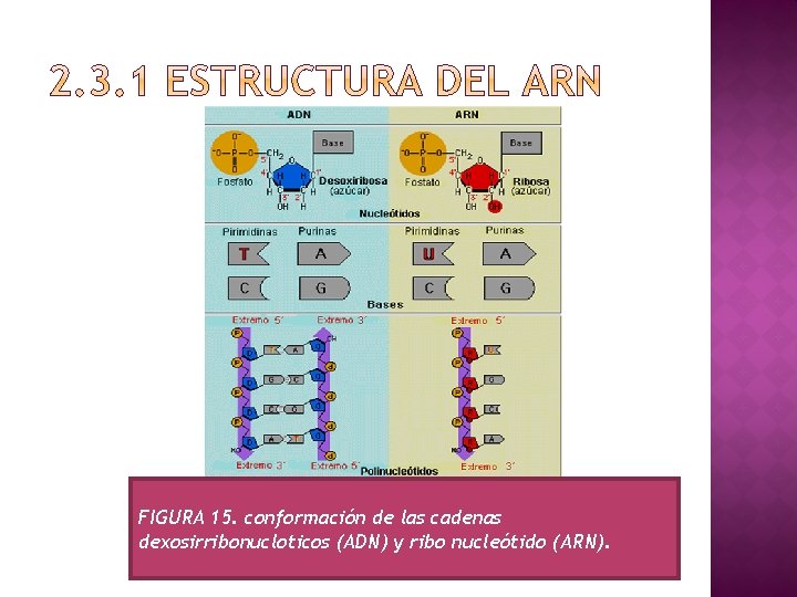 FIGURA 15. conformación de las cadenas dexosirribonucloticos (ADN) y ribo nucleótido (ARN). 