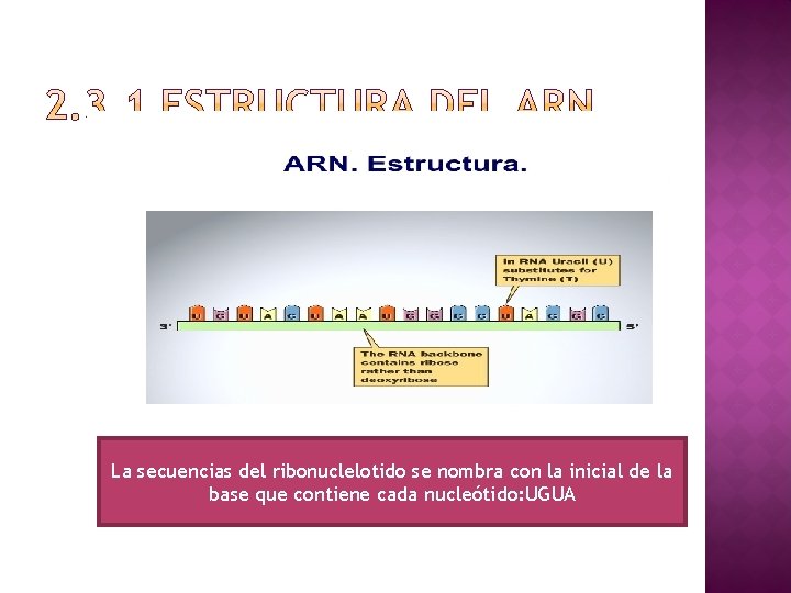 La secuencias del ribonuclelotido se nombra con la inicial de la base que contiene