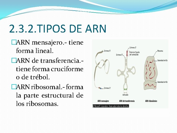 2. 3. 2. TIPOS DE ARN �ARN mensajero. - tiene forma lineal. �ARN de