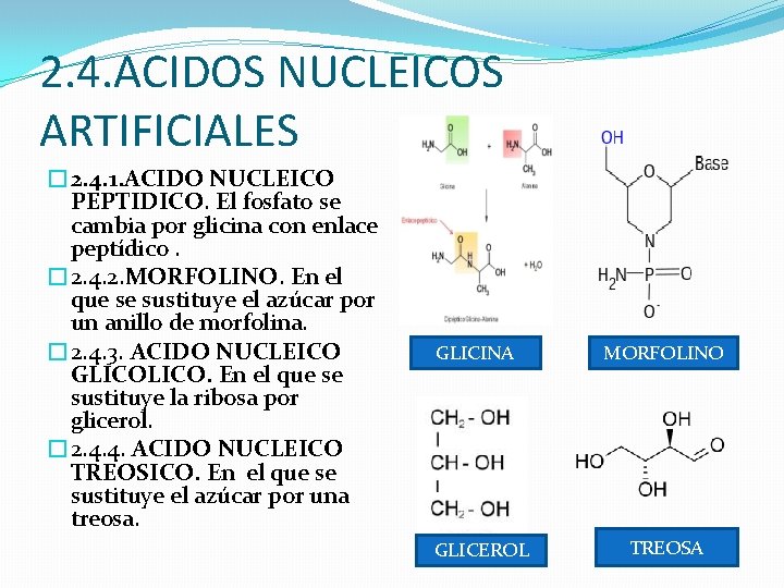 2. 4. ACIDOS NUCLEICOS ARTIFICIALES � 2. 4. 1. ACIDO NUCLEICO PEPTIDICO. El fosfato