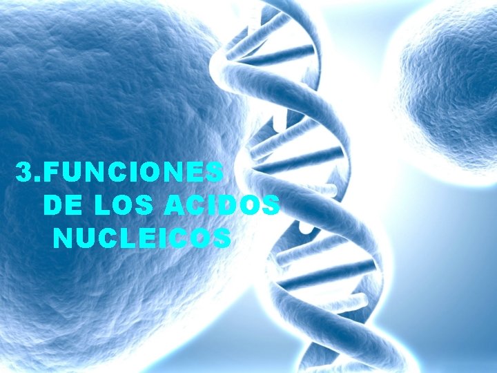 3. FUNCIONES DE LOS ACIDOS NUCLEICOS 