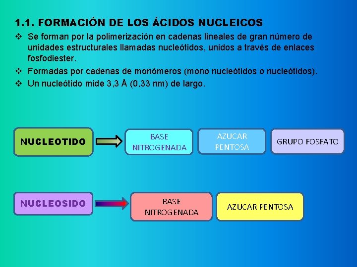 1. 1. FORMACIÓN DE LOS ÁCIDOS NUCLEICOS v Se forman por la polimerización en
