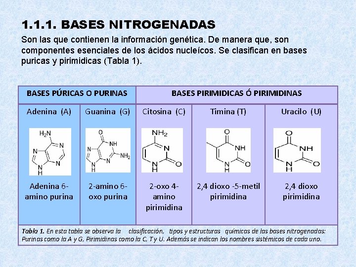 1. 1. 1. BASES NITROGENADAS Son las que contienen la información genética. De manera