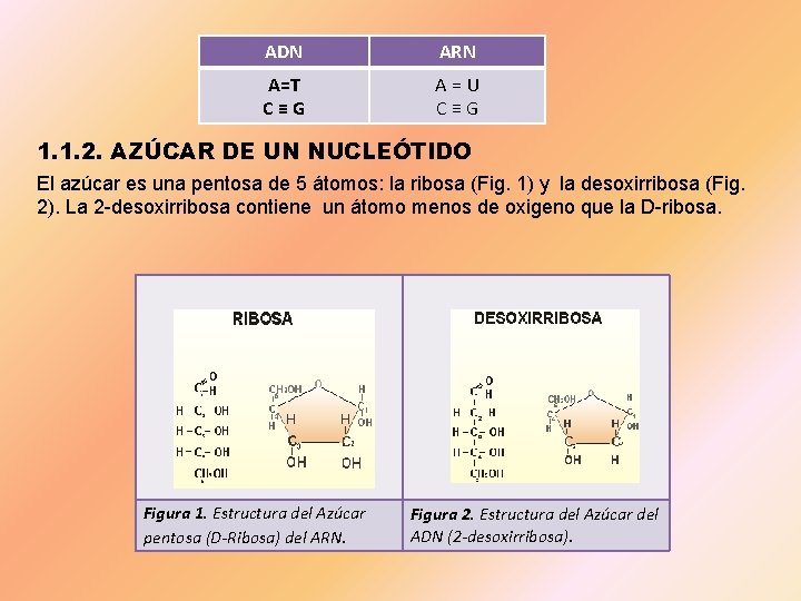 ADN ARN A=T C≡G A = U C ≡ G 1. 1. 2. AZÚCAR