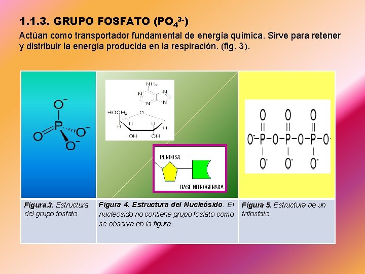 1. 1. 3. GRUPO FOSFATO (PO 43 -) Actúan como transportador fundamental de energía