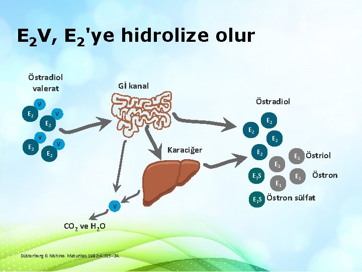 E 2 V, E 2'ye hidrolize olur Östradiol valerat Gİ kanal Östradiol V E E 2 V, E 2'ye hidrolize olur Östradiol valerat Gİ kanal Östradiol V E