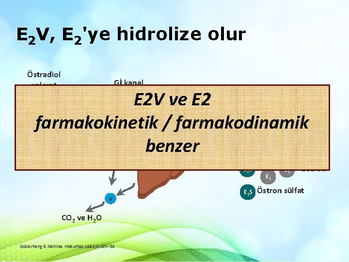 E 2 V, E 2'ye hidrolize olur Östradiol valerat Gİ kanal Östradiol E 2