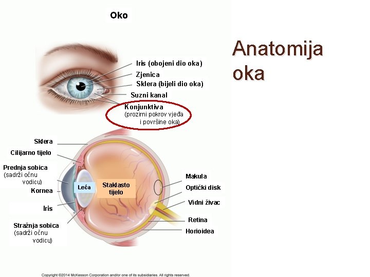 Oko Iris (obojeni dio oka ) Zjenica Sklera (bijeli dio oka ) Suzni kanal