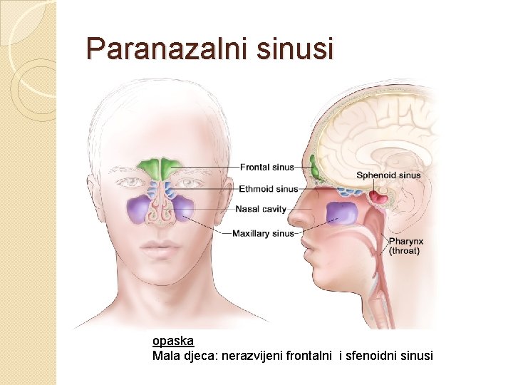 Paranazalni sinusi opaska Mala djeca: nerazvijeni frontalni i sfenoidni sinusi 