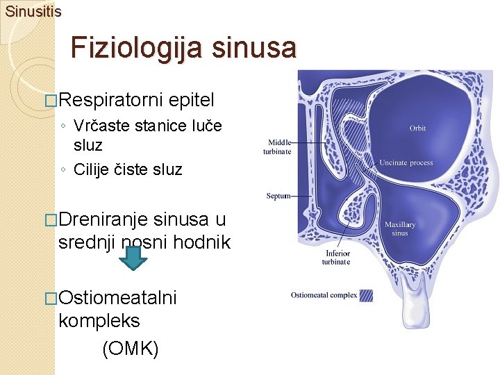 Sinusitis Fiziologija sinusa �Respiratorni epitel ◦ Vrčaste stanice luče sluz ◦ Cilije čiste sluz