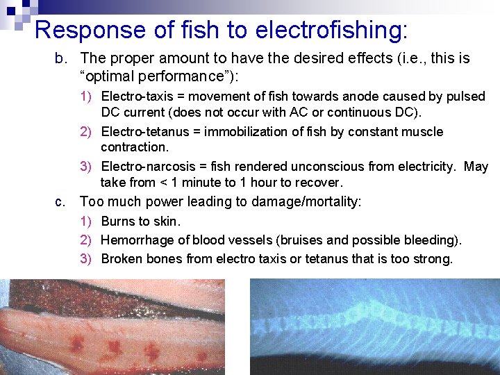Response of fish to electrofishing: b. The proper amount to have the desired effects