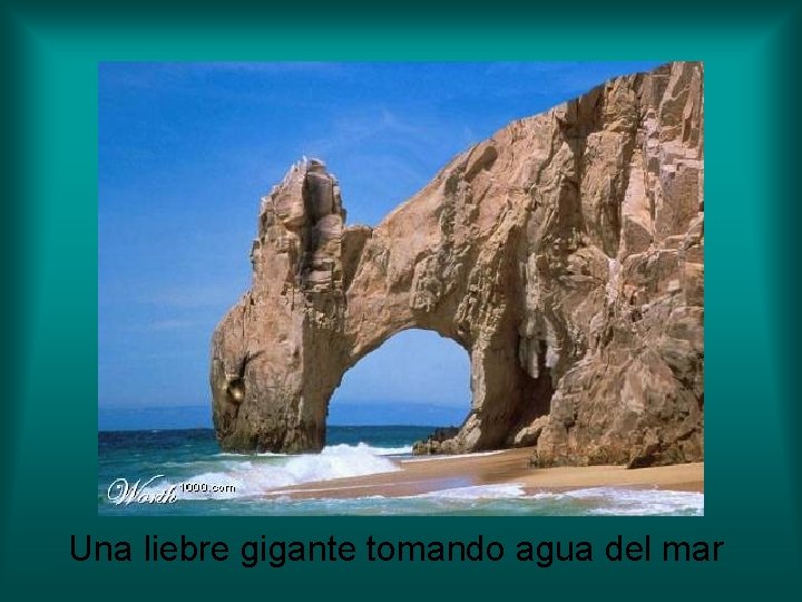 Una liebre gigante tomando agua del mar Una liebre gigante tomando agua del mar