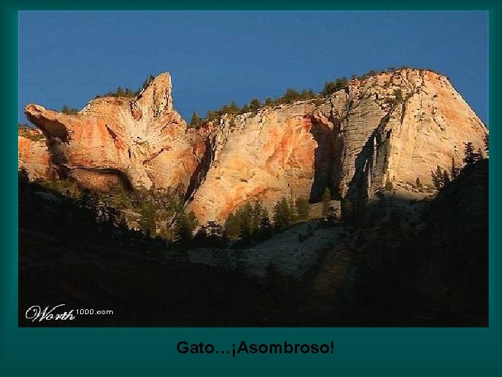 Gato…¡Asombroso! Gato…¡Asombroso!