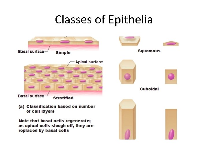 Classes of Epithelia 