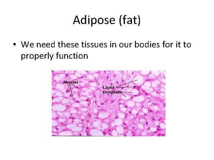 Adipose (fat) • We need these tissues in our bodies for it to properly