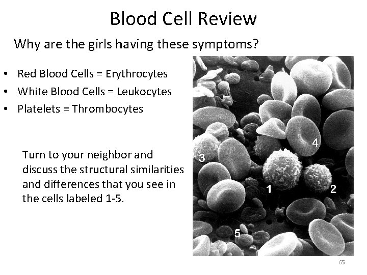 Blood Cell Review Why are the girls having these symptoms? • Red Blood Cells