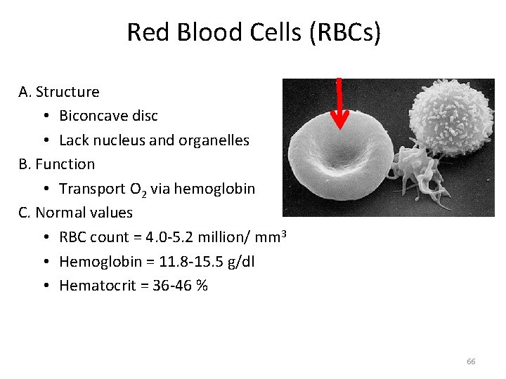 Red Blood Cells (RBCs) A. Structure • Biconcave disc • Lack nucleus and organelles