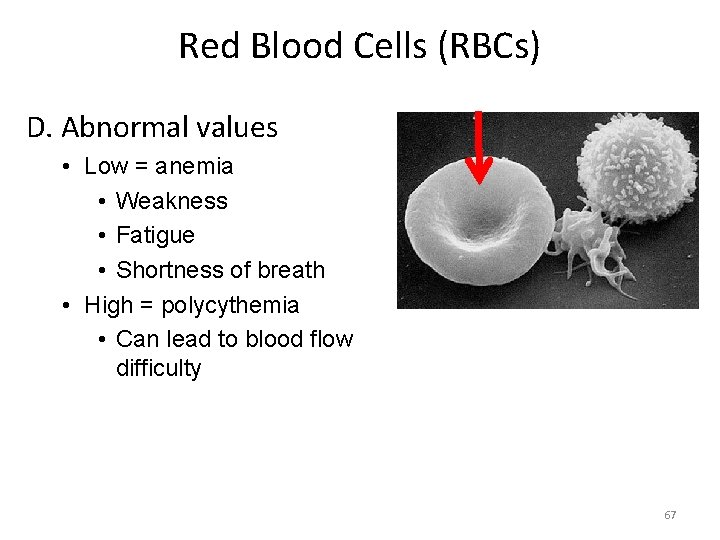 Red Blood Cells (RBCs) D. Abnormal values • Low = anemia • Weakness •