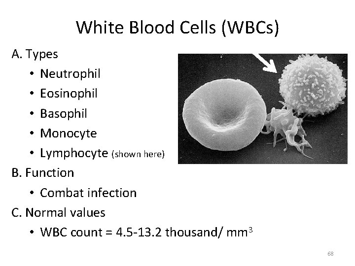White Blood Cells (WBCs) A. Types • Neutrophil • Eosinophil • Basophil • Monocyte