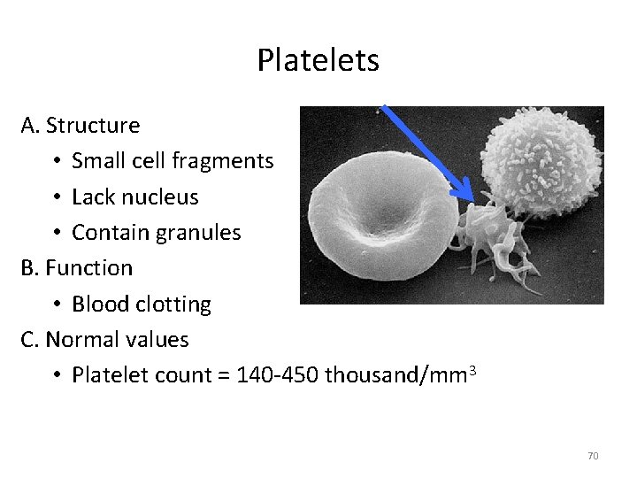 Platelets A. Structure • Small cell fragments • Lack nucleus • Contain granules B.