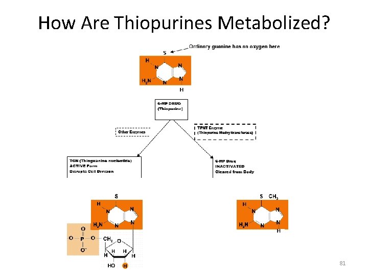 How Are Thiopurines Metabolized? 81 