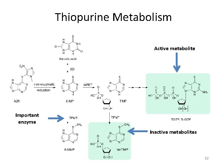 Thiopurine Metabolism Active metabolite Important enzyme CH 3 Inactive metabolites 82 