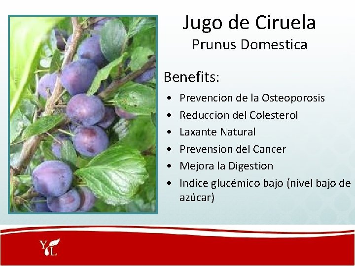 Jugo de Ciruela Prunus Domestica Benefits: • • • Prevencion de la Osteoporosis Reduccion