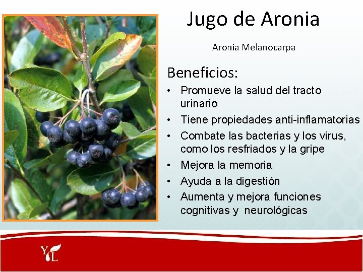  Jugo de Aronia Melanocarpa Beneficios: • Promueve la salud del tracto urinario •