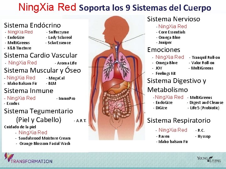 Ning. Xia Red Soporta los 9 Sistemas del Cuerpo Sistema Endócrino - Ning. Xia