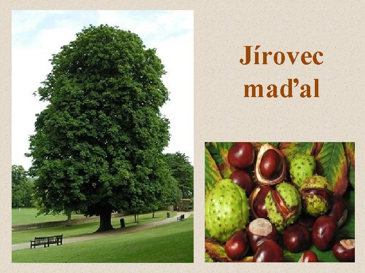 Jírovec maďal 