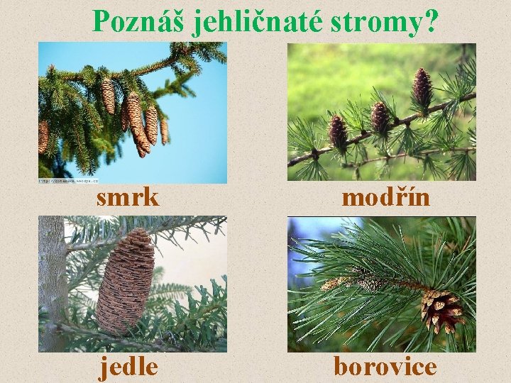 Poznáš jehličnaté stromy? smrk modřín jedle borovice 