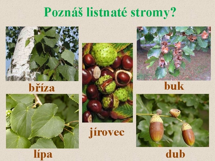 Poznáš listnaté stromy? buk bříza jírovec lípa dub 