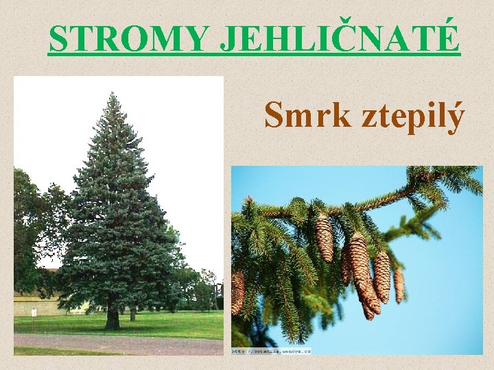 STROMY JEHLIČNATÉ Smrk ztepilý 